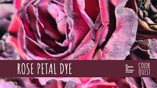 HOW TO MAKE NATURAL DYE WITH ROSE PETALS  ORGANIC COLOR  BLUSH DUSTY PINK  BOUQUET  RECYCLE [upl. by Anazus296]