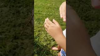 Correct handling of stick insects  phasmid pets  childreninnature [upl. by Wellesley]