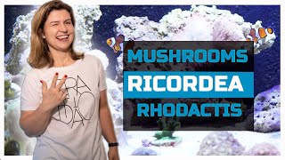 Mushroom Ricordea e Rhodactis [upl. by Rikki]