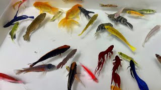 Find animals color fish betta fish turtle tetra koi oranda angel molly koi black moor [upl. by Dlorah116]