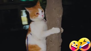 Funny Cat having Fun with Tree ​cat funny pets [upl. by Erbes]