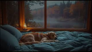 3 HOURS of Dog Calming Music💖Dog Sleep 🐶Dog Separation Anxiety Relief Music💖Pet Music💖 ComfiePets [upl. by Nedac]