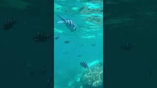 Zebra Fish at Koh Wao angthong underwaterkohsamui [upl. by Redneval129]