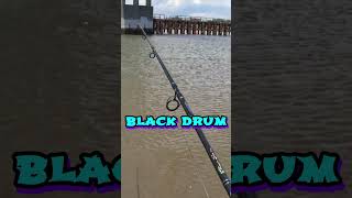 Fishing Black Drum  North Carolina [upl. by Siberson28]