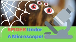 SPIDER Under A Microscope [upl. by Ojiram]