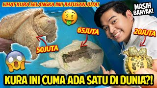 KURAKURA INI CUMA ADA SATU DI DUNIA DISINI BANYAK KURA PALING LANGKA TOTAL HARGA RATUSAN JUTA [upl. by Loring]