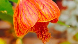 Red vein Indian mallow [upl. by Belle]