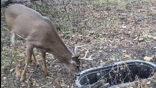 Best Time to Bowhunt Waterholes For Whitetails [upl. by Donella]