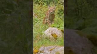 TOP 5 Curiosités Sur Le Lynx 🐱 [upl. by Deevan]