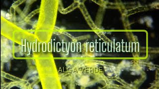 Hydrodictyon reticulatum Alga Verde [upl. by Liebowitz84]