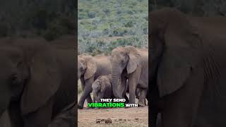 Explore the World of Gentle Giants Amazing Facts About Elephants [upl. by Ynnos421]