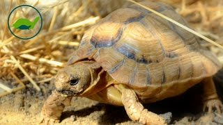 Epic Tortoise Fight [upl. by Ninel]