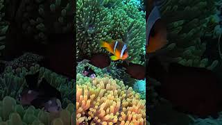 I found Baby Nemo amp his whole family  Colony of clownfish in „anemone city“ redsea scubadiving [upl. by Ile644]