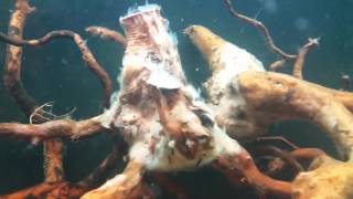 White Algae growing on red Moor root wood [upl. by Ahsuatal]