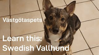 My EXPERIENCE on facts about the Swedish VallhundVästgötaspets swedishvallhund [upl. by Helbonna847]