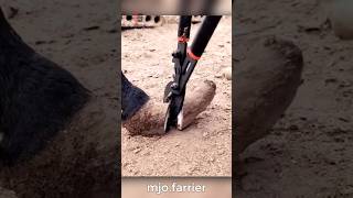 Horse Hoof Trimming And Teeth Filing [upl. by Staw]