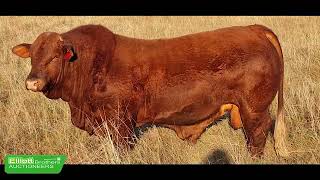 Bailey Hart Rushmere Beefmaster Bull Sale [upl. by Salangia148]