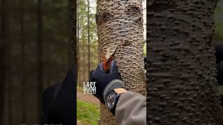 3 Survival Tips amp Tricks You Must Know survival bushcraft camping lifehacks [upl. by Kingdon]