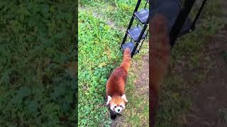 WOW adorable ababy🍼🍼🍼 amsr foryou ailurusfulgens redpanda fpy zoo cute [upl. by Sirama47]