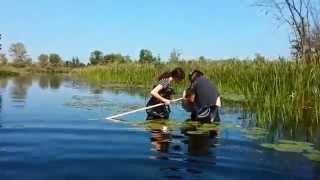 Benthic Invertebrate Sampling [upl. by Letch]