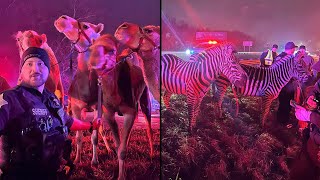 Circus Animals Rescued From Burning Truck [upl. by Atirahs]