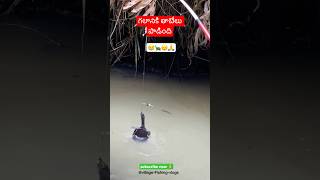 FIRST TIME గలానికి తాబేలు పాడింది🐢😱fishing fish villagevlog tortoise fishing tips ytshorts [upl. by Elenaj]