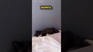 Mira lo que hace este gato después de levantarse 😴 [upl. by Meli]