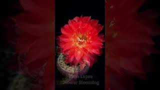 Time lapse flower cactus blooming Witness the magical beauty of a cactus flower in full bloom P26 [upl. by Gean]