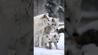 Snow White Wolf Couple With Cubs  You Must See There Emotions wolf animals [upl. by Elodie867]