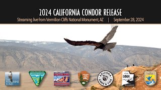 2024 California Condor Release hosted by The Peregrine Fund amp Bureau of Land Management [upl. by Demetra]