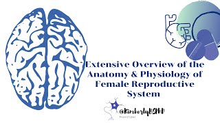 Anatomy and Physiology AampP Female Reproductive System [upl. by Ecienal216]