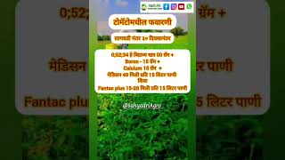 टोमॅटो फवारणी 5 व 6 tomatospray 5 amp 6 ytshortsindia sahyadriagro agriculture ytshort tomato [upl. by Akaenahs]