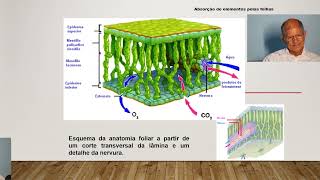 Absorção de Elementos Pelas Folhas [upl. by Rehpotsihc]