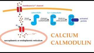 Calcium and Calmodulin complex and CaM KinaseII Activation Protein Kinase C Part 2 [upl. by Stuckey157]