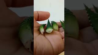 Haworthia Propagation from leaves cactus plants gardening propagation haworthia [upl. by Lomax]