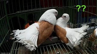 Taganrog tumbler pigeon bird  Beautiful fancy pigeons for sale  kobutor palon [upl. by Rufena]