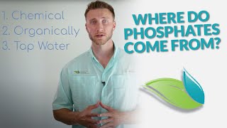 How do Phosphates get into Swimming Pools  Orenda Whiteboard [upl. by Azeria]