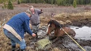 Wild Horse  The Rescue of Faith May 06 2020 [upl. by Orfinger]