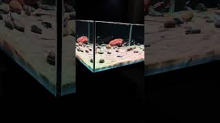 fishtanklandscapestreamtankbiotopebiotopeaquariumaquascape Biotope Aquaristics [upl. by Tnafni]