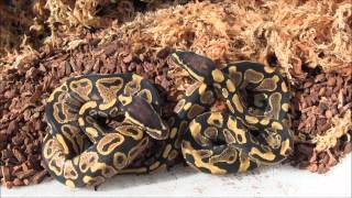 Baby Yellow Belly Ball Pythons [upl. by Gnil]