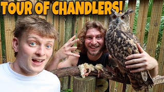 FEEDING COBRAS AND CROCS FT Chandlers Wildlife [upl. by Abrahamsen]