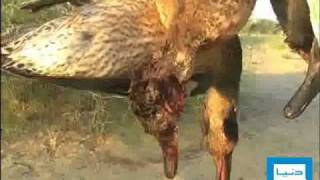 Dunya TV  Illegal Hunt In Dherki [upl. by Nehgam665]