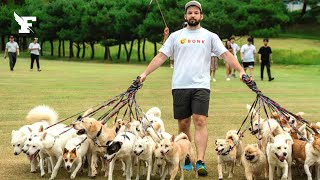 Un Canadien bat un record du monde en promenant 38 chiens en même temps [upl. by Ariela]