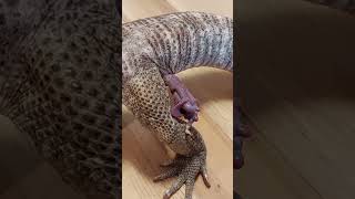 Monitor lizard hemipenal eversion [upl. by Nosahc285]