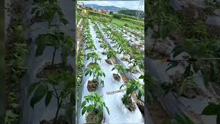 trending farming harvesting viral shorts youtubeshorts Thegreencrop [upl. by Akirea]