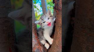 cute cat on the tree p54 cat animalcat cute shortvideo viralvideo kitten [upl. by Macswan]