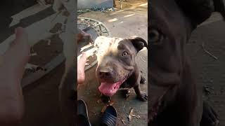 Puppy Blogs Bluenose Pitbull puppy enjoys eating cherries 🍒 [upl. by Beryl]