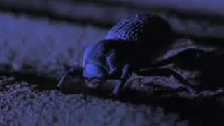 Desert Insects Scorpions and Snakes Use Special Skills to Survive  BBC Studios [upl. by Ynneb]