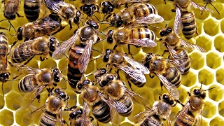 Bee Army How They Protect The Queen Bee  HD Documentary [upl. by Oneal]