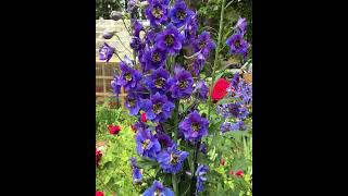 Delphiniums in my Secret Cottage Garden 😍shorts delphinium cottagegarden [upl. by Debbie]